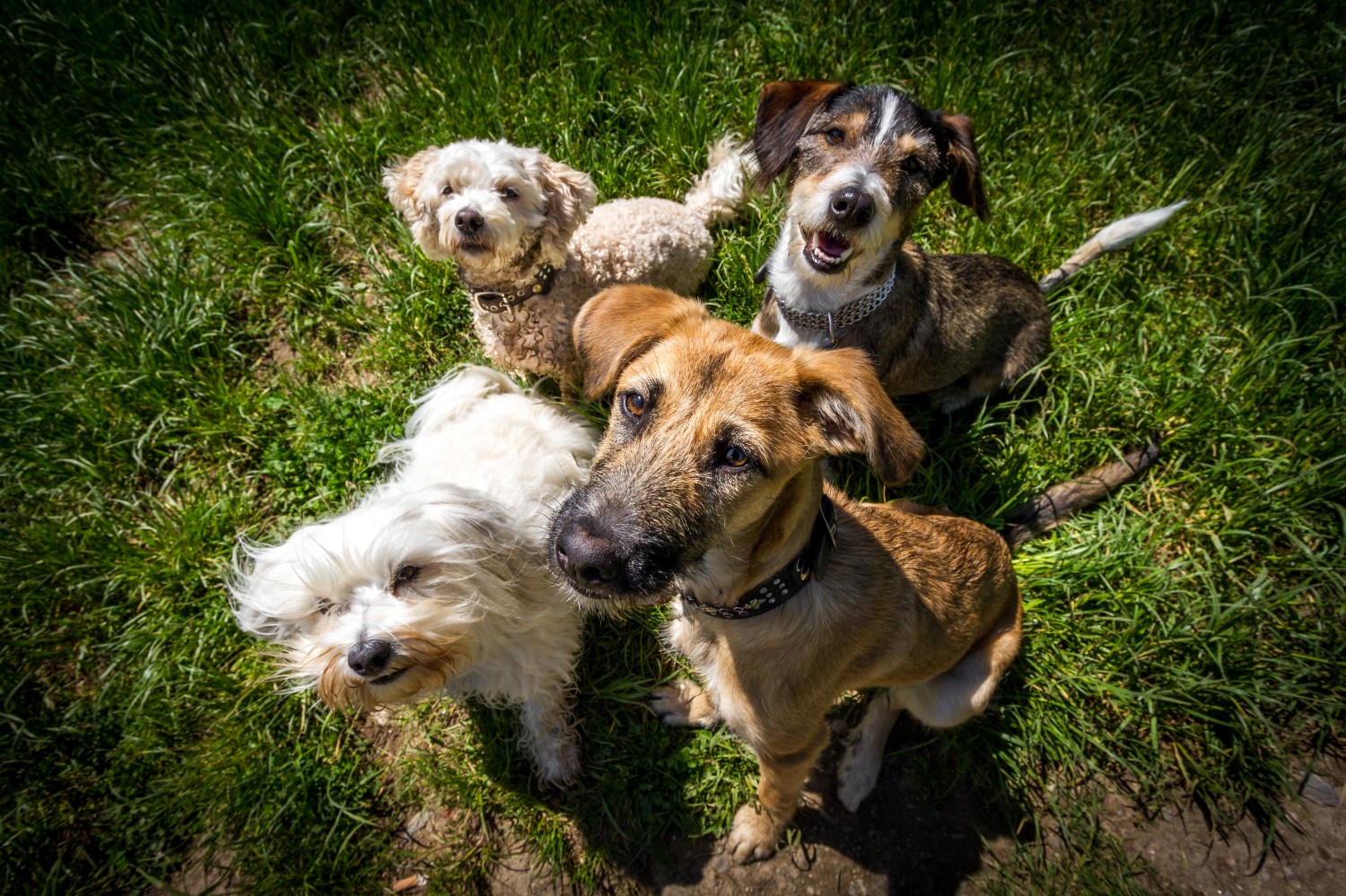 Group of dogs